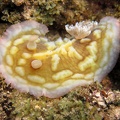 Meeresschnecke (Asteronotus cespitosus)